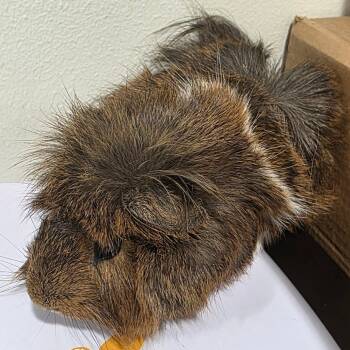 Rescue Guinea Pig Guinea Pigs for Adoption in Tampa, Florida - Fudge | PetCurious